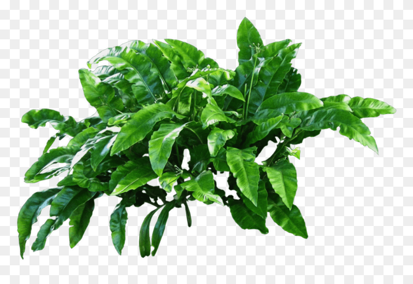 999x664 Transparent Plant, Leaf, Green, Spinach HD PNG Download