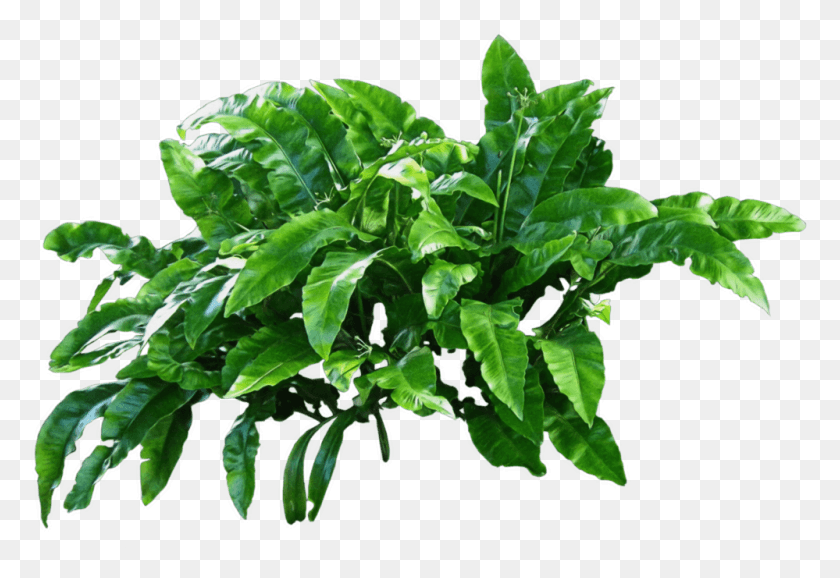 999x664 Descargar Png / Planta Transparente, Hoja, Verde, Espinaca Hd Png