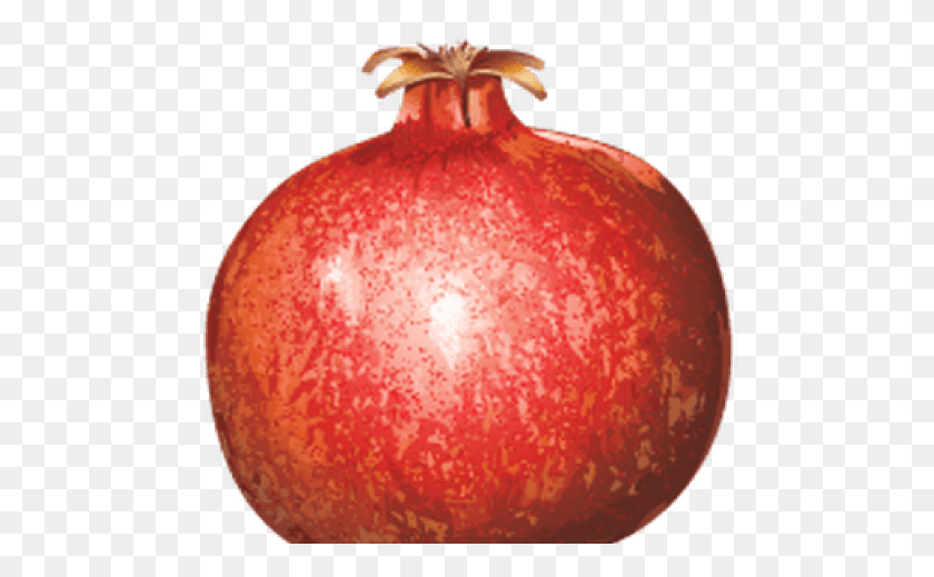 488x459 Transparent Pomegranate, Plant, Produce, Food HD PNG Download