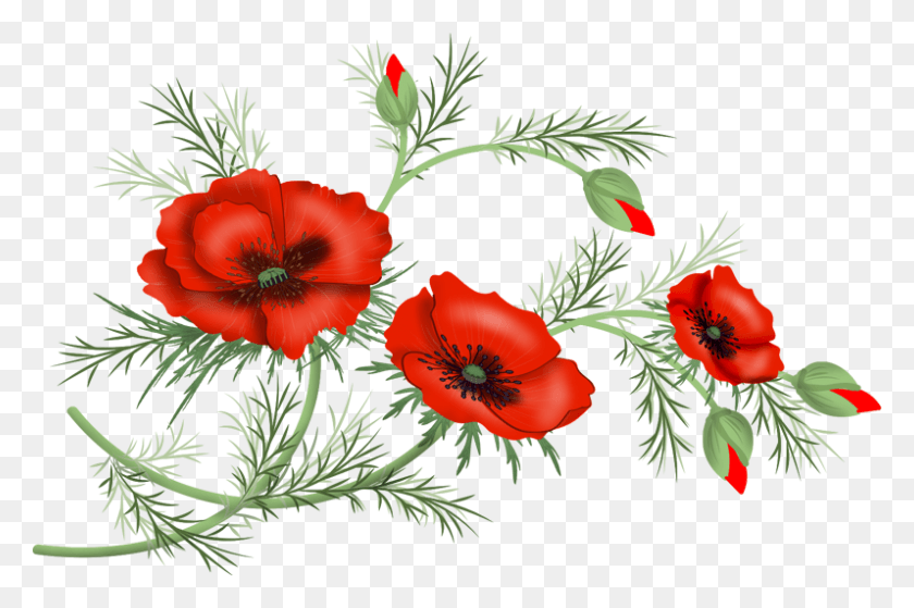 797x510 Transparent Poppies Flowers Clipart Corn Poppy, Plant, Flower, Blossom HD PNG Download
