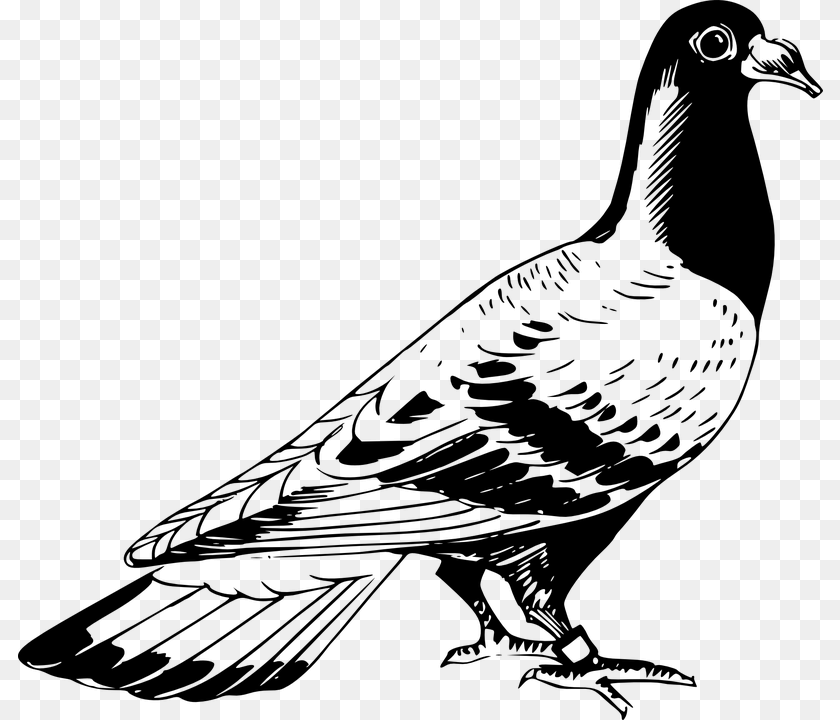 805x720 Transparent Rock Clipart Black And White Pigeon Clipart Black And White, Gray Sticker PNG