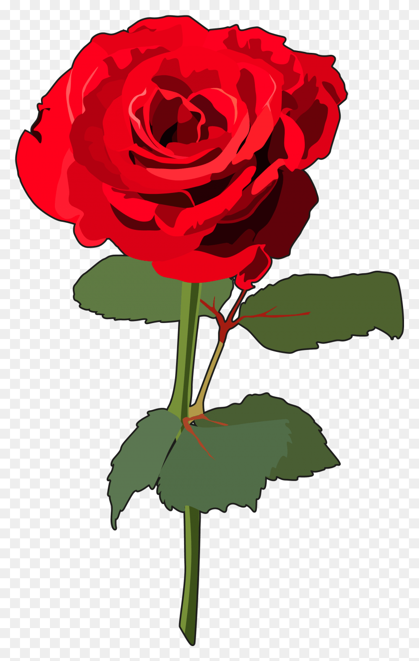 1980x3216 Transparent Rosas Rosa Con Tallo, Plant, Rose, Flower HD PNG Download