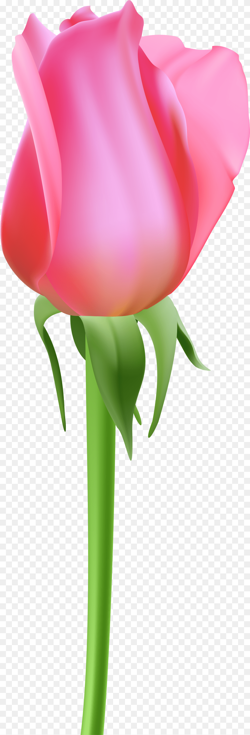 Rose Bud Tulip, Flower, Plant, Petal Transparent PNG