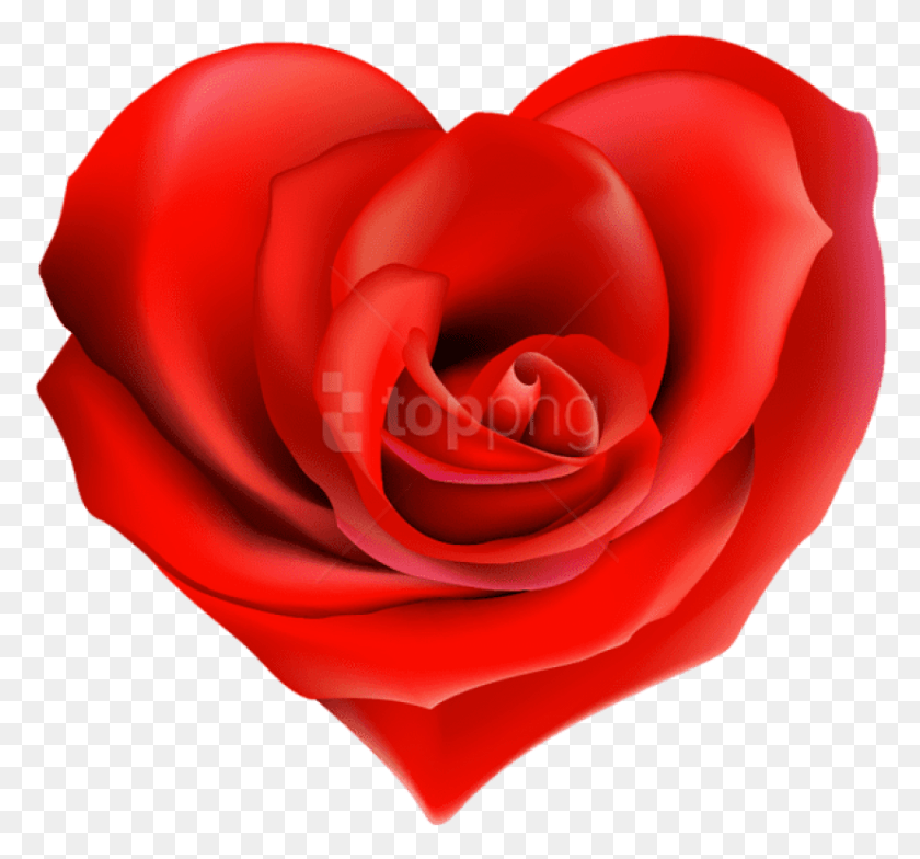 828x769 Роза В Форме Сердца, Цветок, Растение, Цветение Png Скачать