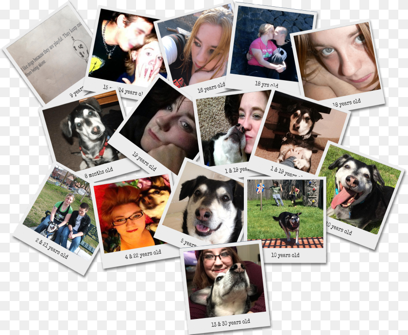 Transparent Sad Puppy Collage Clipart PNG