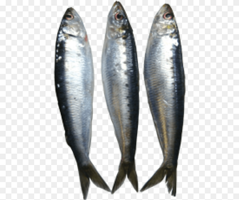 Transparent Sardine Clipart Sardines, Animal, Fish, Herring, Sea Life PNG