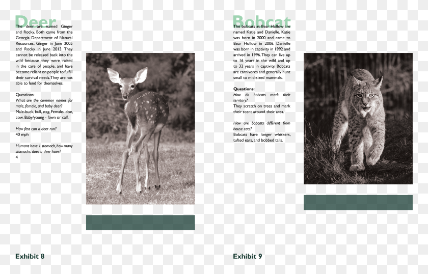 3505x2148 Transparent Scratches Bobcat Wild Cat, Antelope, Wildlife, Mammal HD PNG Download