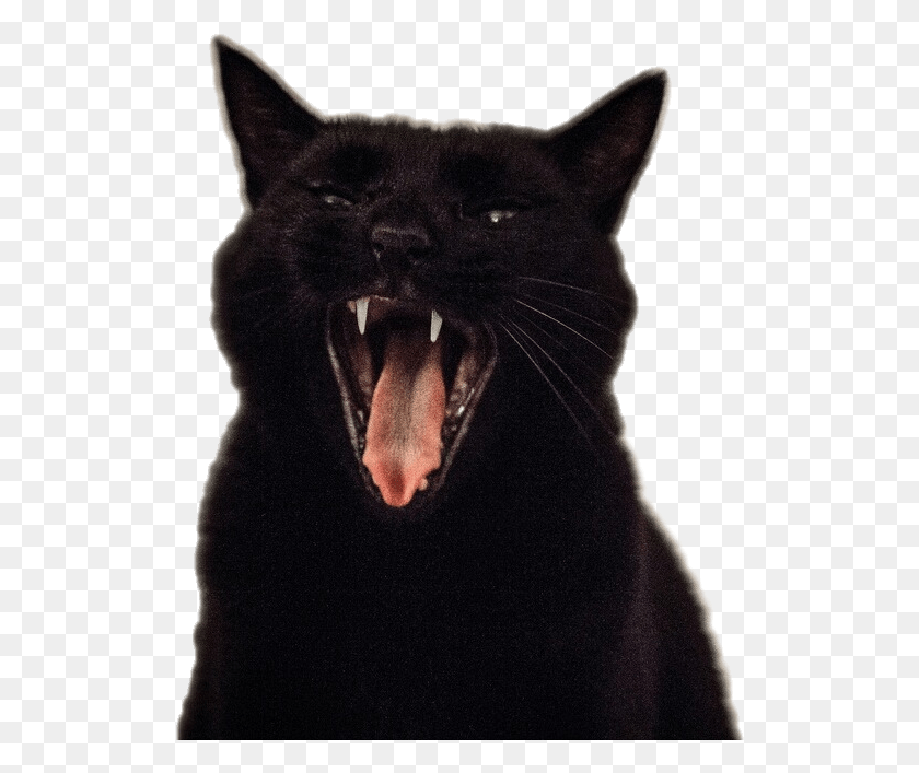 520x647 Transparent Screaming Cats Cat Yawns, Pet, Mammal, Animal HD PNG Download