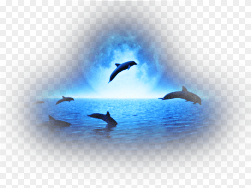 855x640 Transparent Sea Animals Dolphins, Animal, Dolphin, Mammal, Sea Life PNG