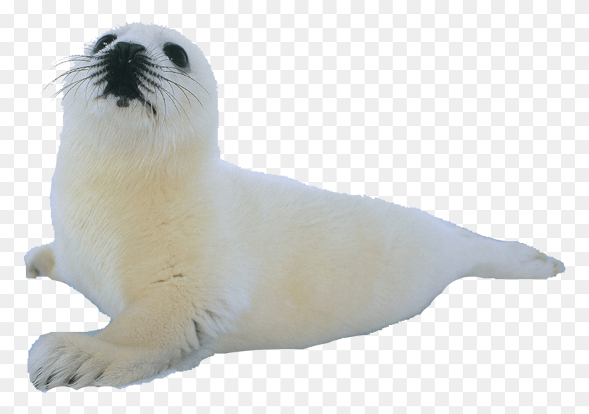774x531 Transparent Sea Lion Harp Seal, Mammal, Animal, Bird HD PNG Download