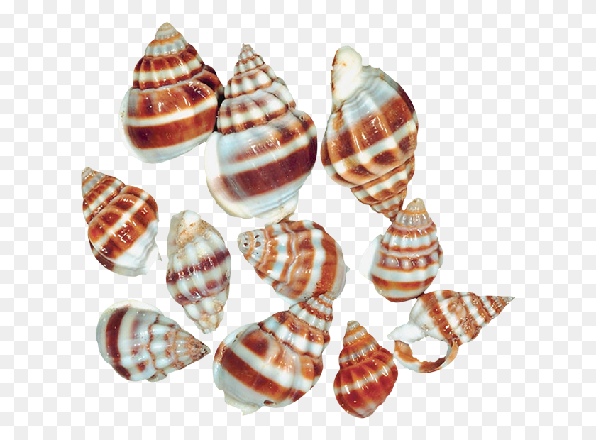 613x560 Transparent Sea Snail Shells Clipart Sea Snails Snail, Sea Life, Animal, Conch HD PNG Download