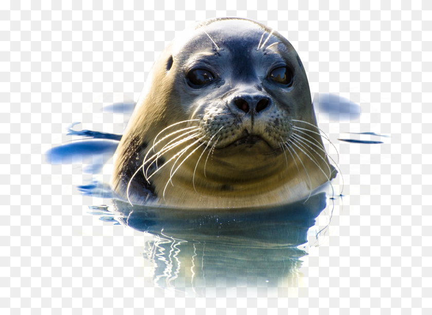 1319x938 Transparent Seal, Sea Lion, Mammal, Sea Life HD PNG Download