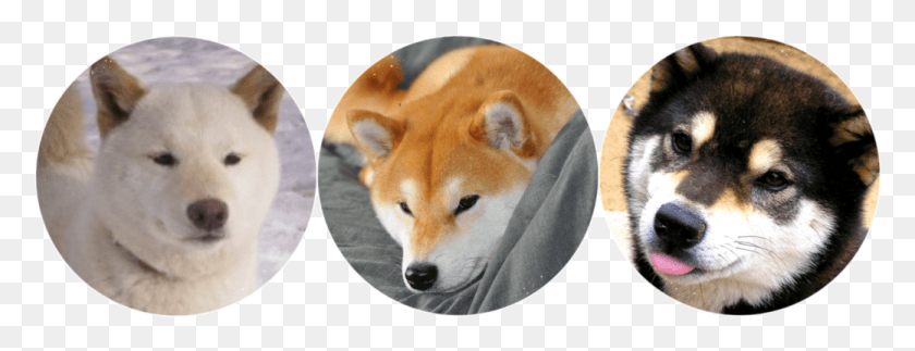 1039x351 Transparent Shiba Inu Cute Shiba Inu Icon, Dog, Pet, Canine HD PNG Download