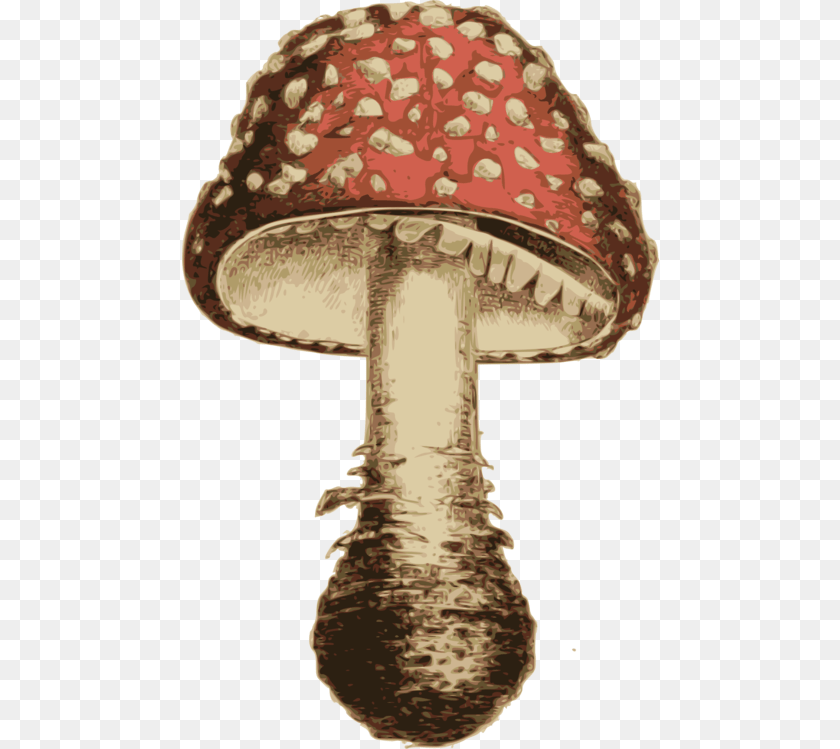 477x749 Transparent Shiitake Mushroom Agaric, Fungus, Plant, Amanita, Person Sticker PNG