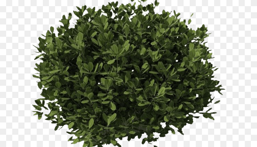 640x480 Small Shrubs Plants Cut Out, Leaf, Plant, Potted Plant, Tree Transparent PNG