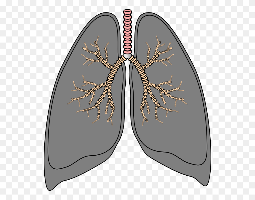 552x598 Transparent Smoker Lungs, Armor, Pattern HD PNG Download