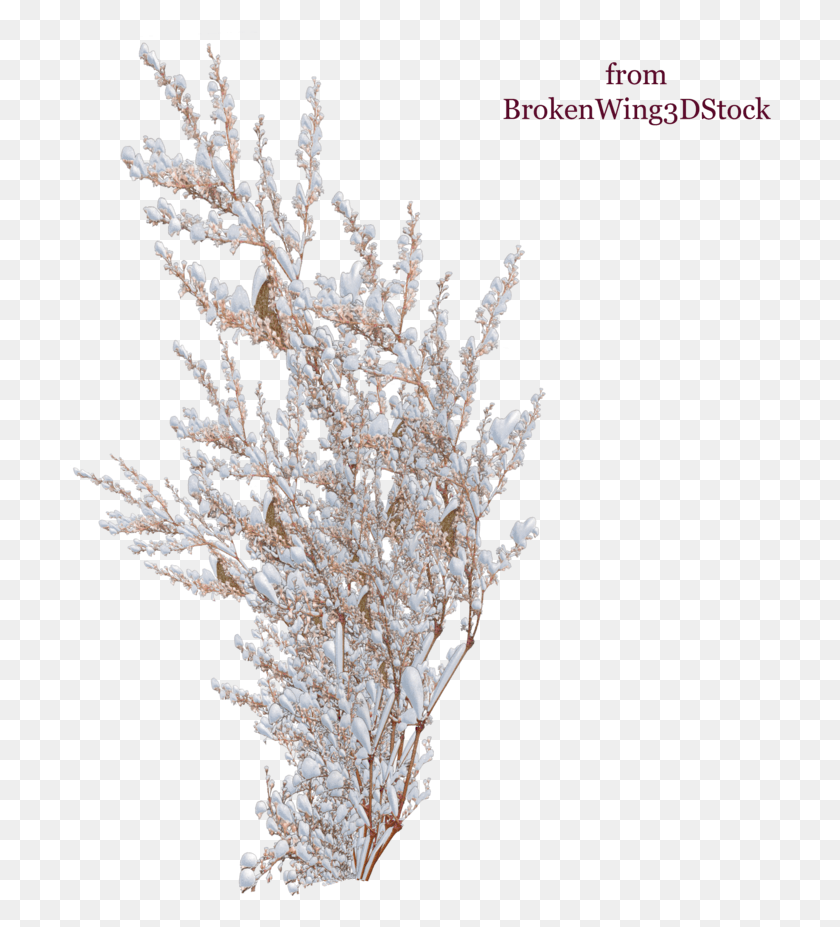 704x867 Transparent Snow Tree Plants With Snow, Crystal, Chandelier, Lamp HD PNG Download