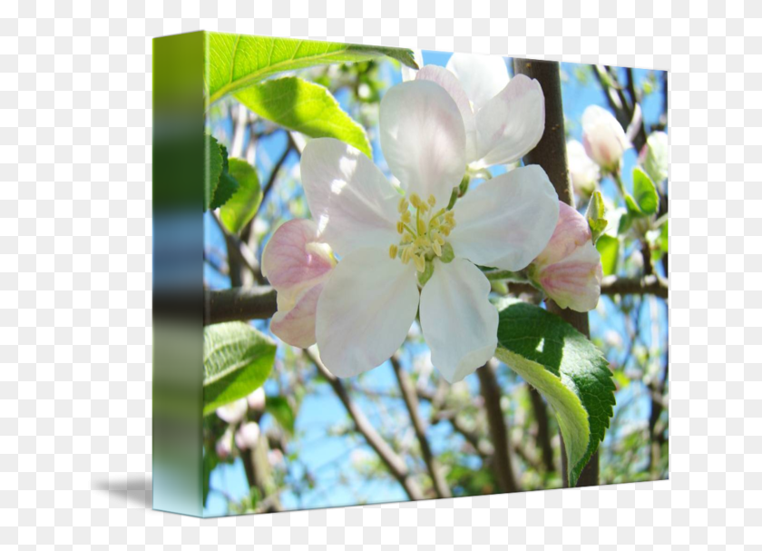 650x547 Transparent Spring Apple Tree Evergreen Rose, Plant, Flower, Blossom HD PNG Download