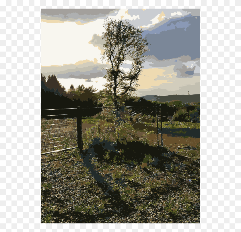 556x750 Transparent Spring Sky White Pine, Tree, Plant, Nature Descargar Hd Png