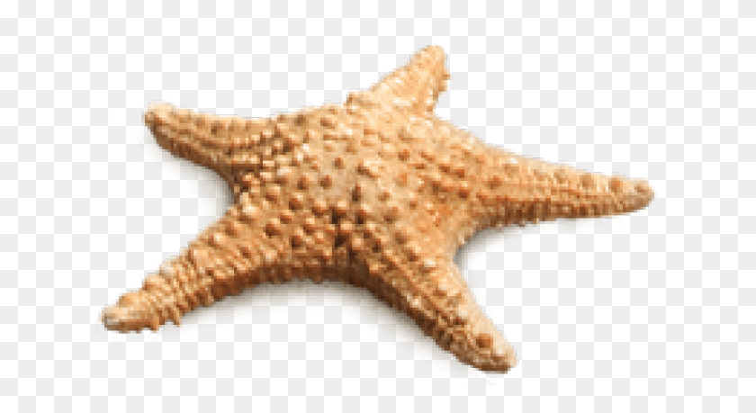 641x399 Transparent Starfish, Sea Life, Animal, Invertebrate HD PNG Download