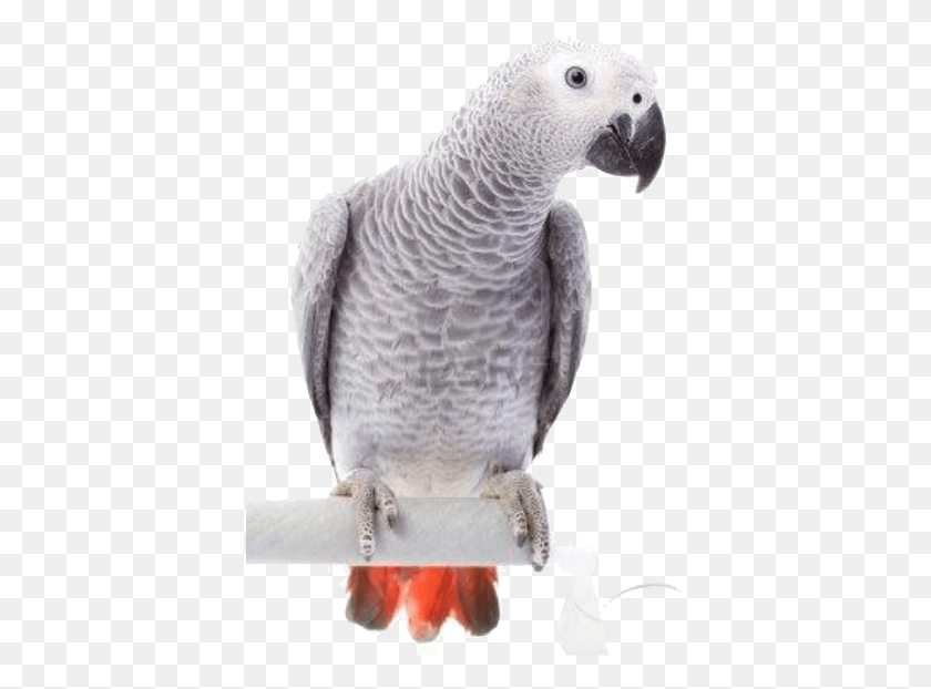 397x562 Loros Y Aves Png / Loro Gris Africano Hd Png