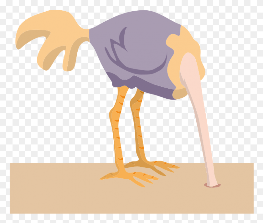 801x668 Transparent Stock With Clip Art Crazywidow Info Common Ostrich, Bird, Animal, Beak HD PNG Download