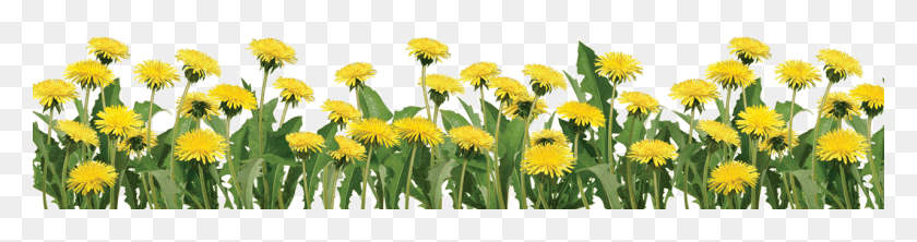 1280x267 Transparent Sunflower Border, Plant, Dandelion, Flower HD PNG Download