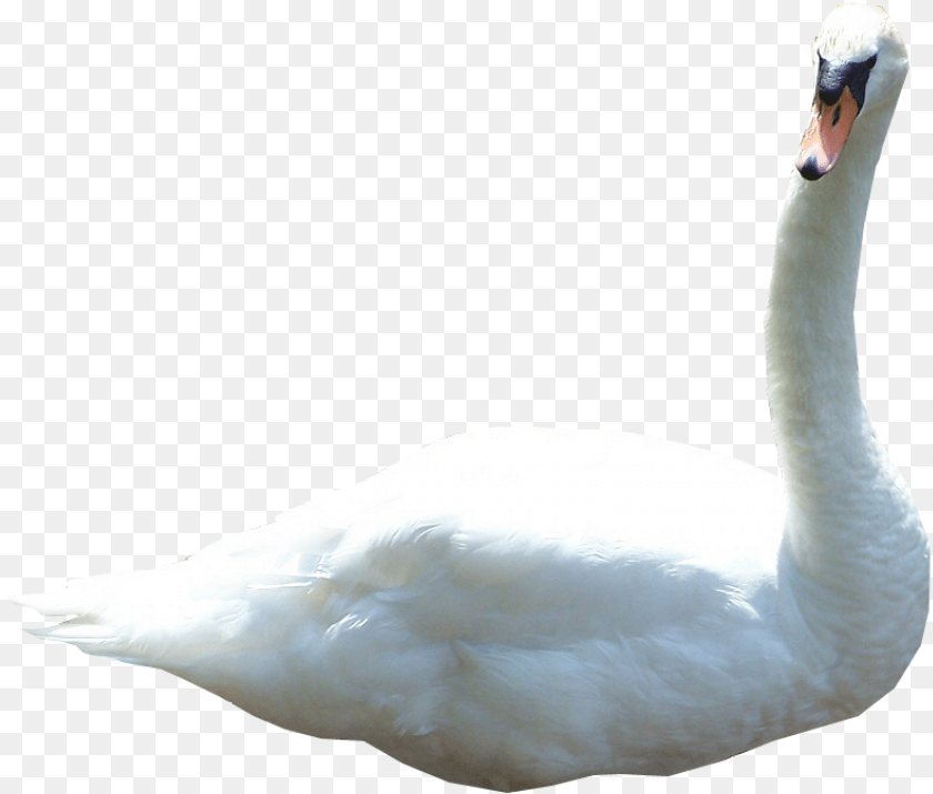 835x715 Transparent Swan, Animal, Bird, Goose, Waterfowl Sticker PNG