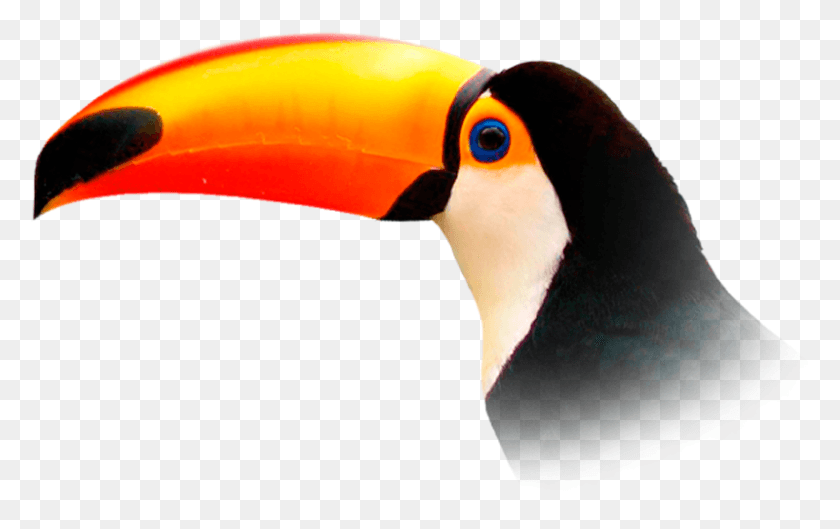 800x482 Transparent Toucan, Beak, Bird, Animal HD PNG Download