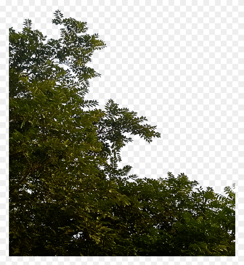 989x1081 Прозрачные Листья Деревьев, Природа, На Открытом Воздухе, Завод Hd Png Скачать
