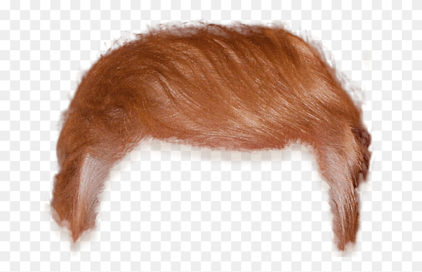 673x481 Transparent Trump Clipart Red Hair Boy, Pig, Mammal, Animal HD PNG Download