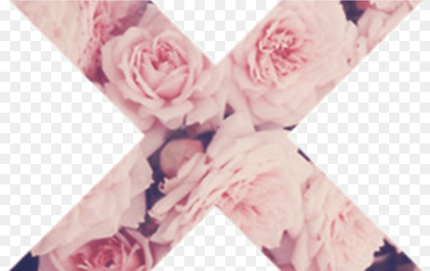 1359x856 Transparent Tumblr Pink Overlays Transparent Tumblr Drawing, Flower, Plant, Rose, Petal Sticker PNG