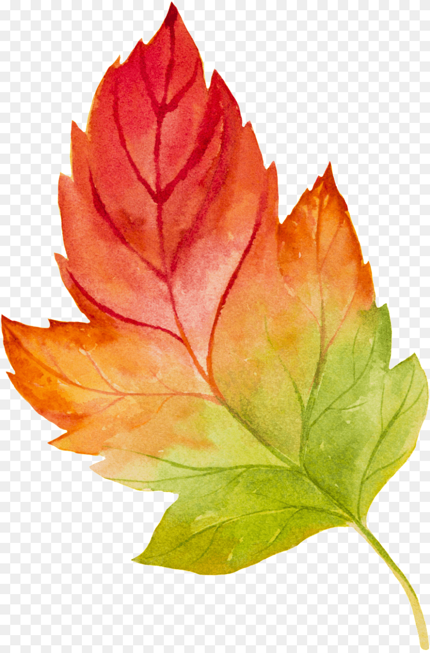 Transparent Vector Leaves, Leaf, Plant, Tree, Maple Leaf PNG