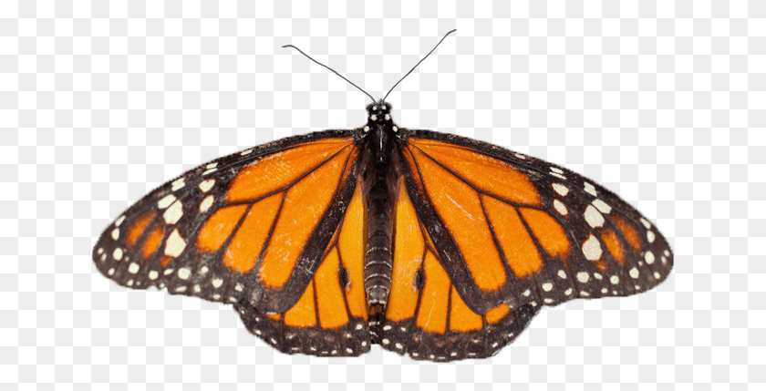 641x369 Mariposa Virrey Transparente Ciclo De Vida De Una Mariposa Venenosa, Monarca, Insecto, Invertebrado Hd Png