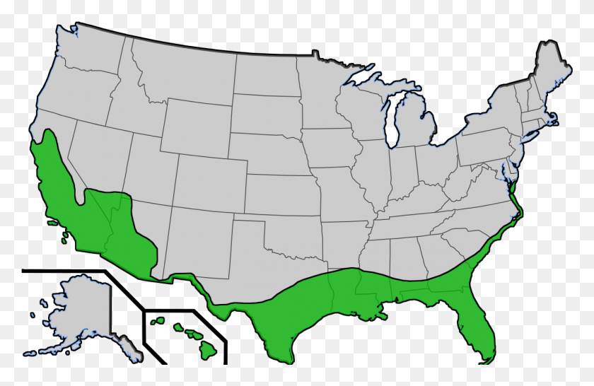 1270x792 Descargar Png / Washingtonia Do Palmeras Crecen En Los Estados Unidos, Mapa, Diagrama, Atlas Hd Png