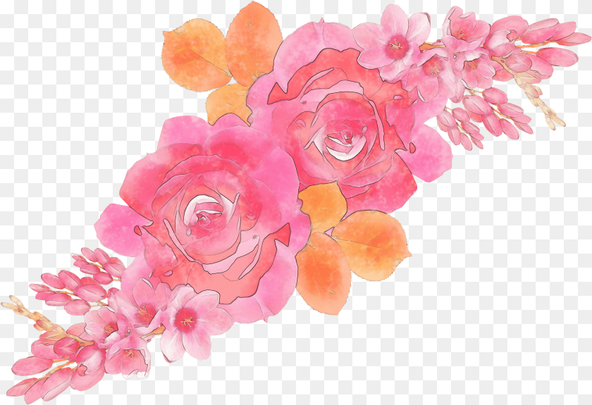 3601x2465 Transparent Watercolor Roses Garden Roses Sticker PNG