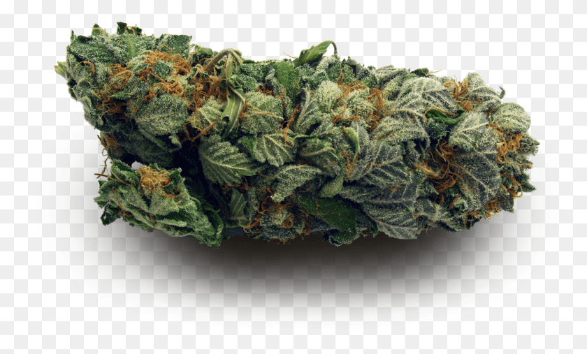 1275x731 Transparent Weed Nugs Made By Totally Transparent I M Too High For This Shit, Plant, Vegetable, Food HD PNG Download