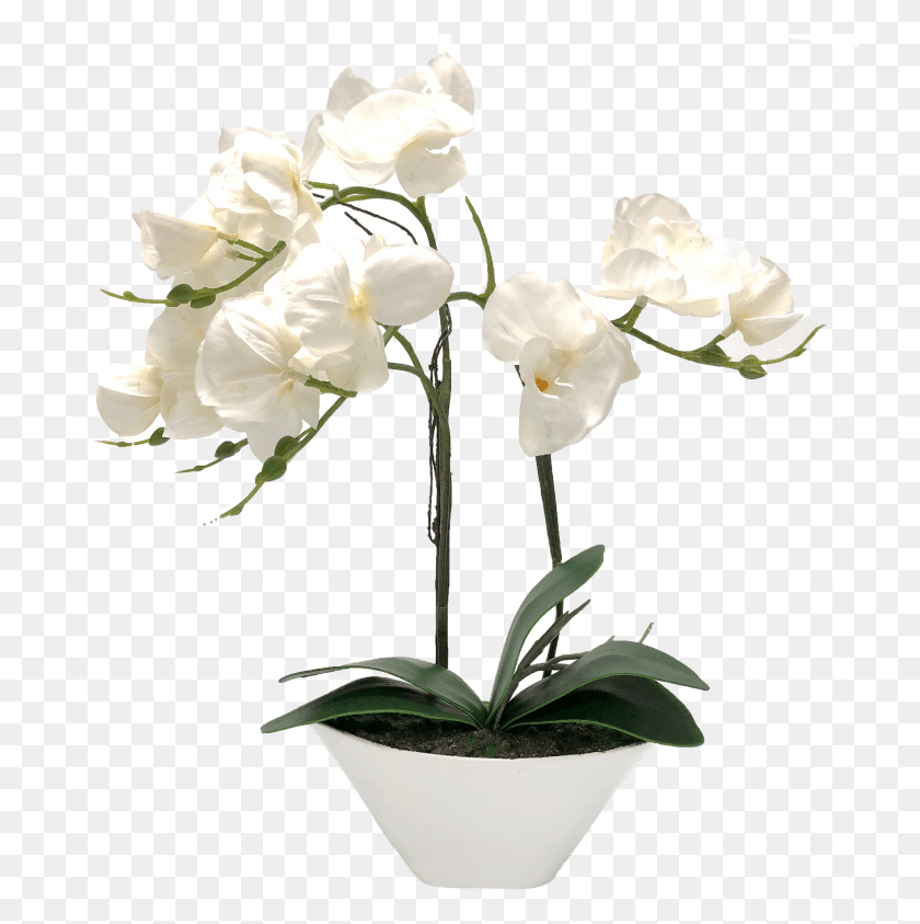728x783 Descargar Png / Florero De Orquídeas Blancas Png