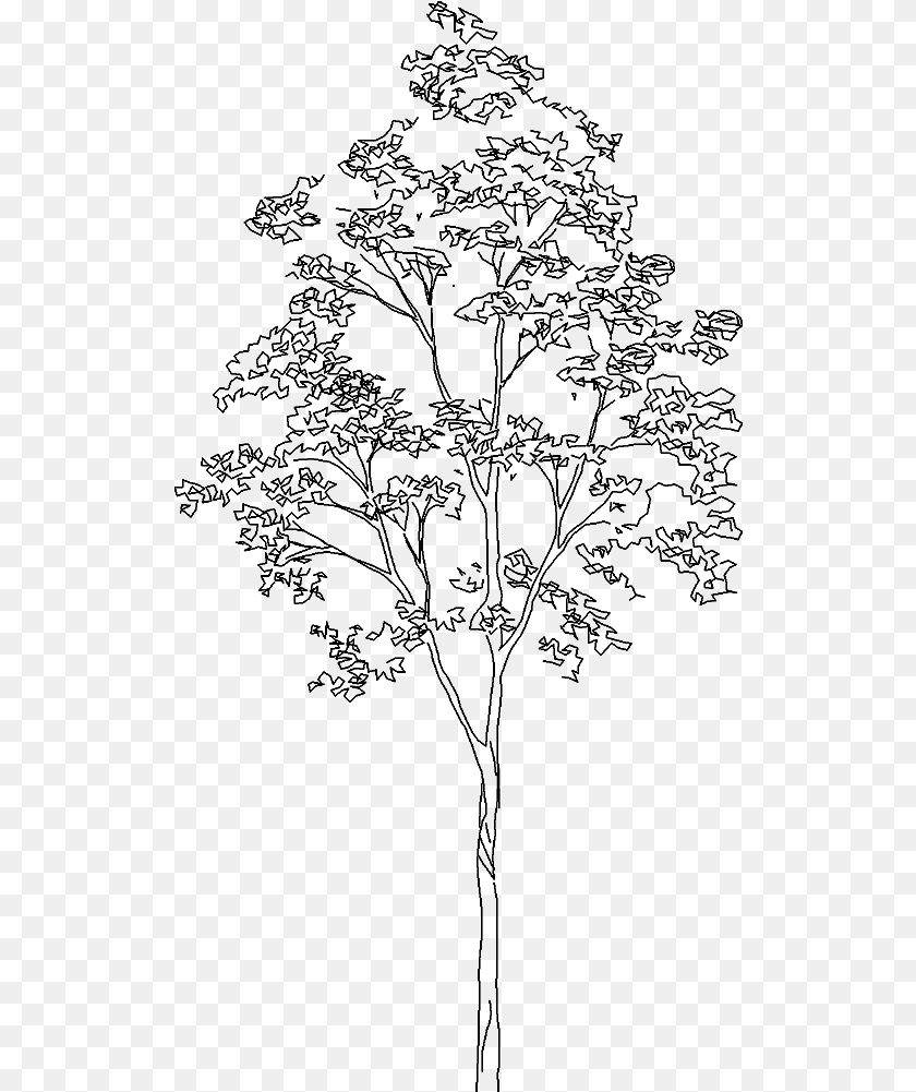 Transparent White Tree Silver Birch Tree Cad, Gray Clipart PNG