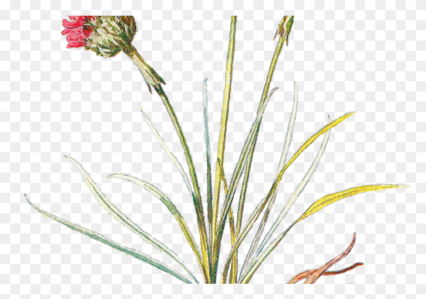 885x601 Transparent Wildflower, Plant, Flower, Blossom HD PNG Download