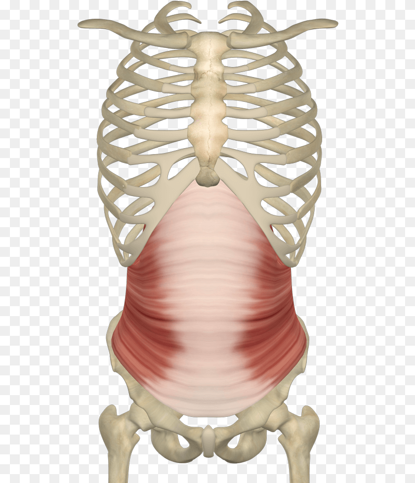 Transverse Abdominal Muscle, Animal, Seashell, Seafood, Sea Life Clipart PNG