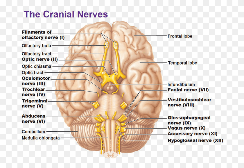 707x518 Trauma Release Olfactory Nerve Optic Nerve, Diagram, Person, Human HD PNG Download