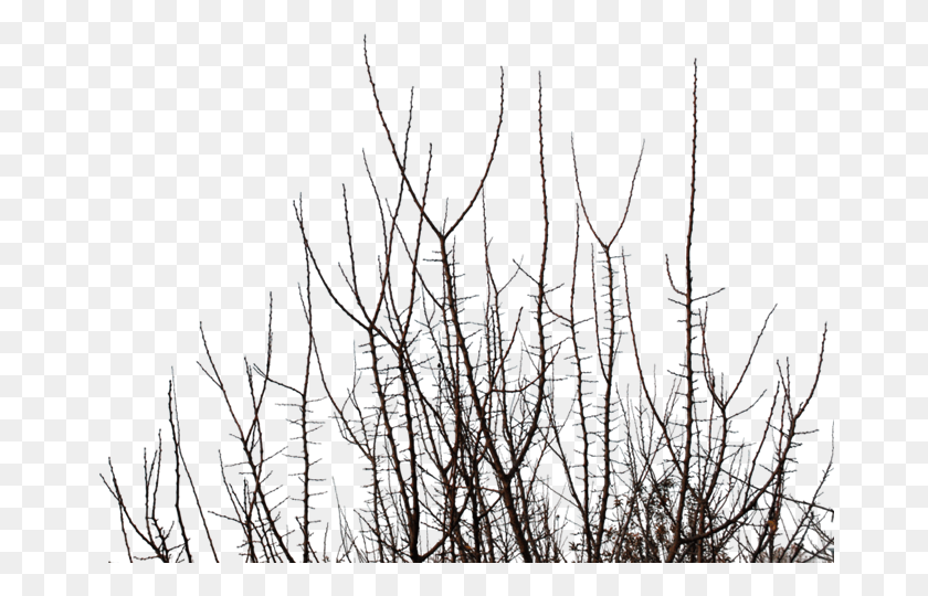 670x480 Tree 013 Grass, Plant, Outdoors, Nature HD PNG Download