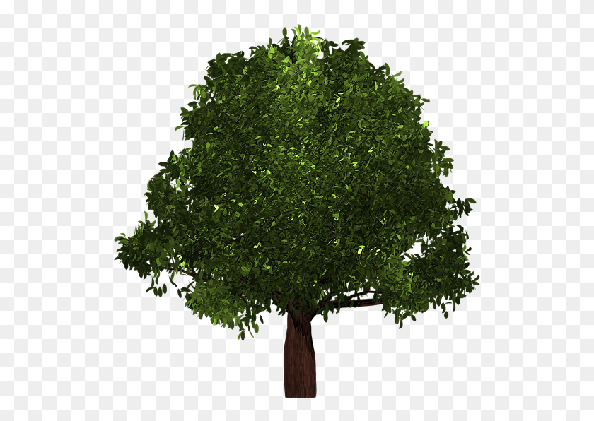 523x536 Tree, Plant, Maple HD PNG Download