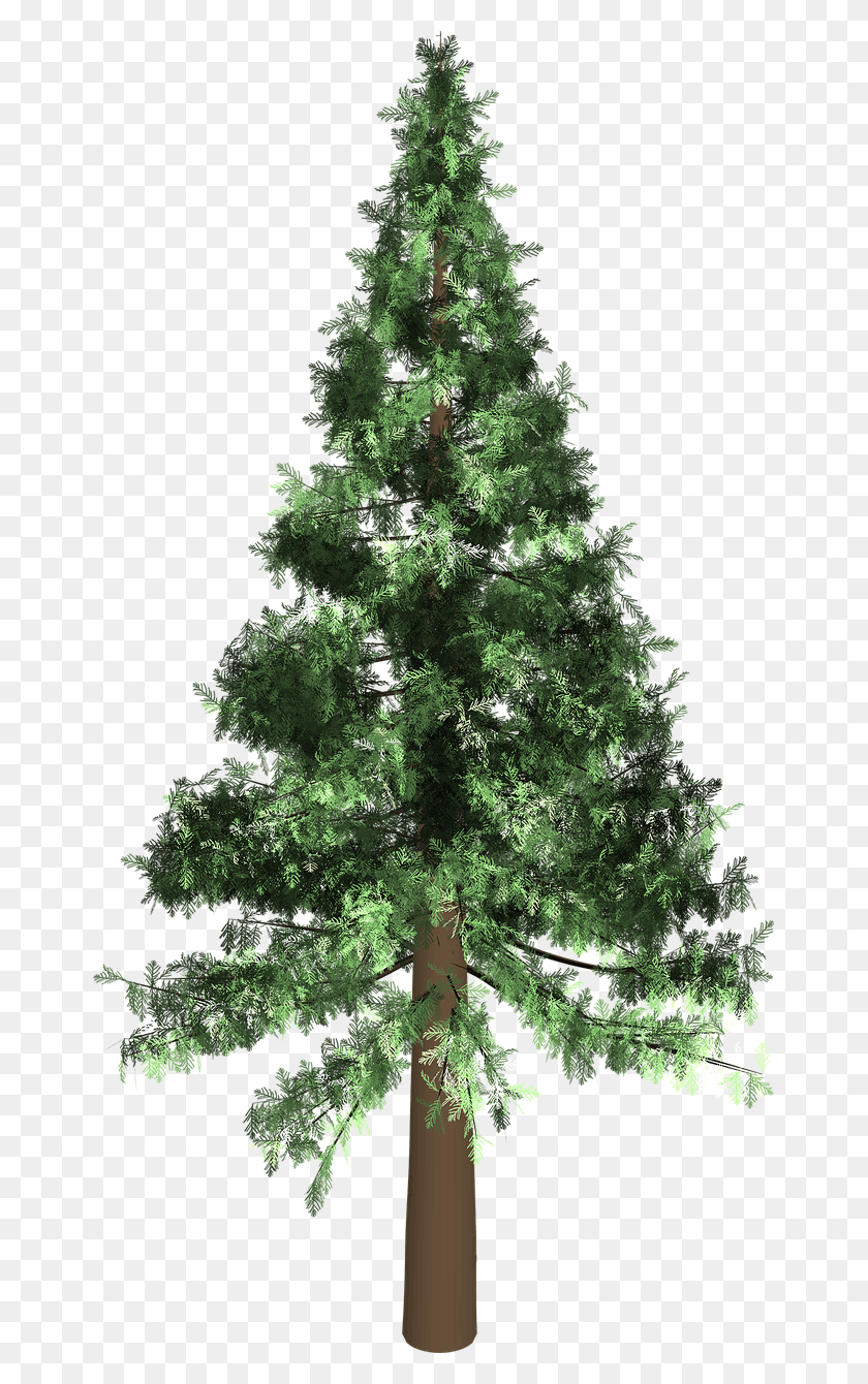 659x1280 Tree, Plant, Christmas Tree, Ornament HD PNG Download
