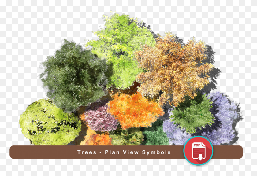 806x534 Tree, Bush, Vegetation, Plant HD PNG Download