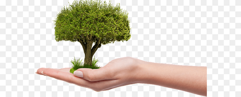 Tree Moss, Body Part, Potted Plant, Finger Transparent PNG