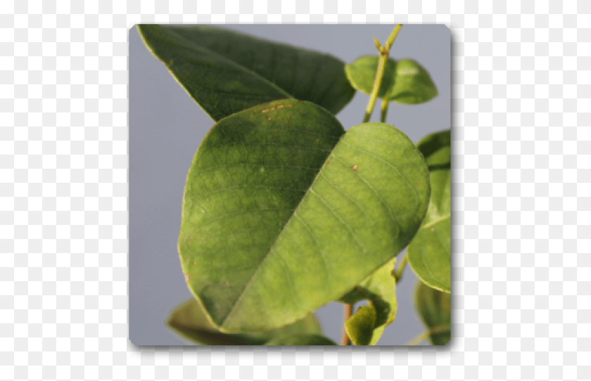 481x482 Tree, Leaf, Plant, Tennis Ball HD PNG Download