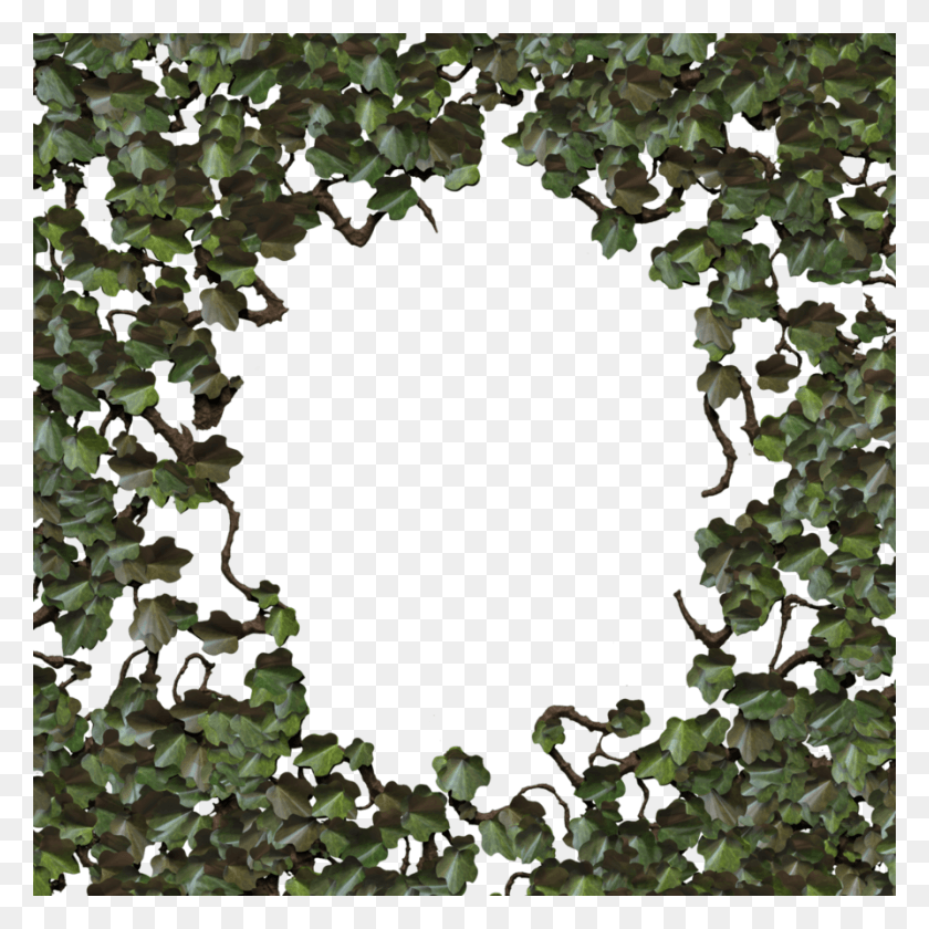 894x894 Tree, Hole, Plant, Ivy HD PNG Download