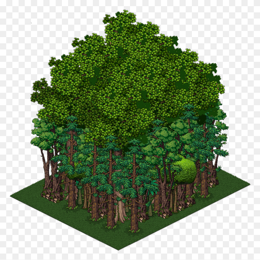 994x996 Дерево, Куст, Растительность, Растение Hd Png Скачать